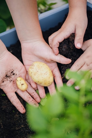 Plantentoren - Aardappels - 3 hoogtes.