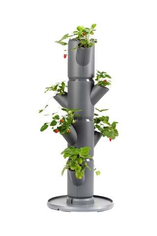 Set Zaaigoed - Aardbeien - 4 hoogtes.