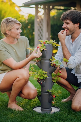 Set Zaaigoed - Aardbeien - 4 hoogtes.