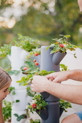 Set Zaaigoed - Aardbeien - 4 hoogtes.