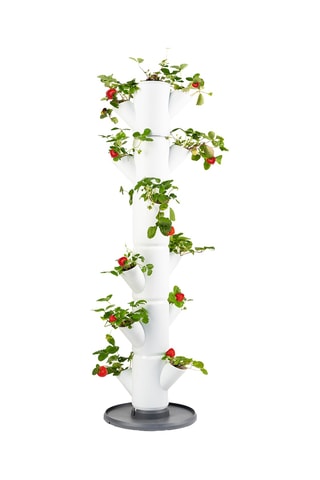 Set Zaaigoed - Aardbeien - 6 hoogtes.