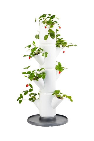 Set Zaaigoed - Aardbeien - 4 hoogtes.