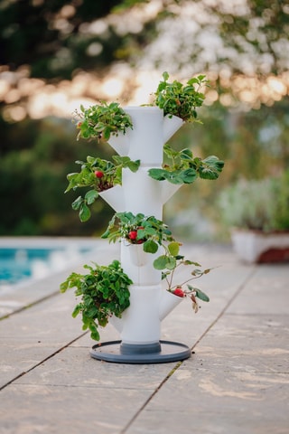 Set Zaaigoed - Aardbeien - 4 hoogtes.