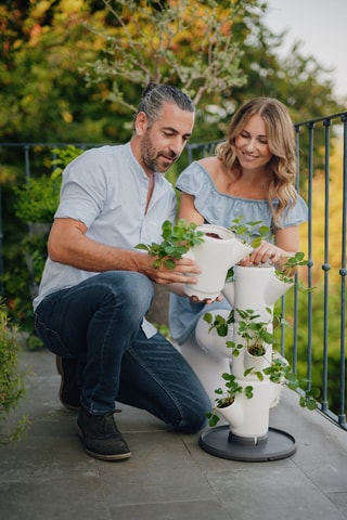 Set Zaaigoed - Aardbeien - 4 hoogtes.