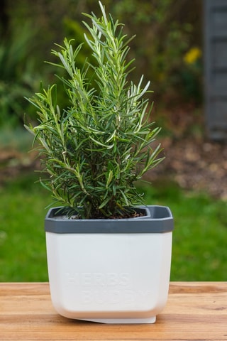 Set Zaaigoed - Aromatische Kruiden