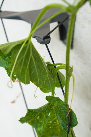 3 Klimplantenhouders - Komkommer - 1,06 m