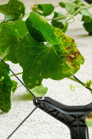 3 Klimplantenhouders - Komkommer - 1,06 m