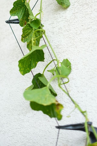 Klimplantenhouder - Komkommer - 1,06 m