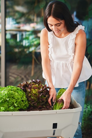 Verhoogde Moestuin - 79 x 37,5 x 75 cm