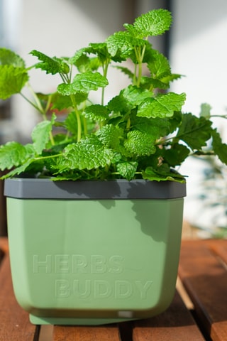 Set Zaaigoed - Aromatische Kruiden