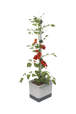 Set Zaaigoed - Tomaten