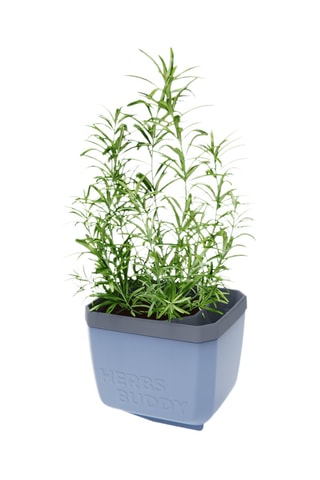 Set Zaaigoed - Aromatische Kruiden