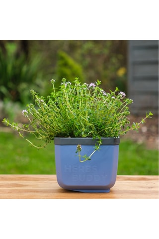 Set Zaaigoed - Aromatische Kruiden