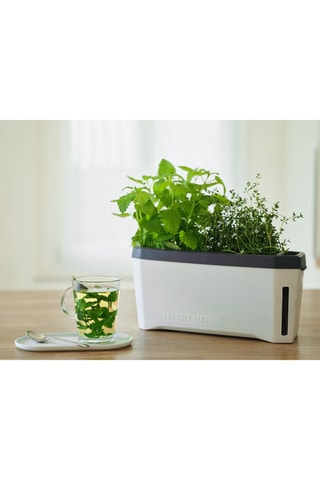 Set Zaaigoed - Aromatische Kruiden