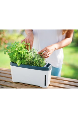 Set Zaaigoed - Aromatische Kruiden