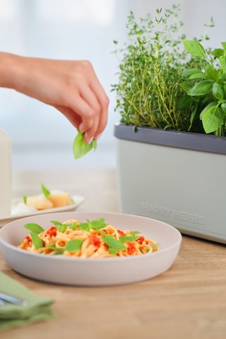 Set Zaaigoed - Aromatische Kruiden