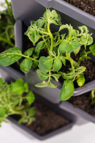 Plantentoren - Aardappels - 4 hoogtes.