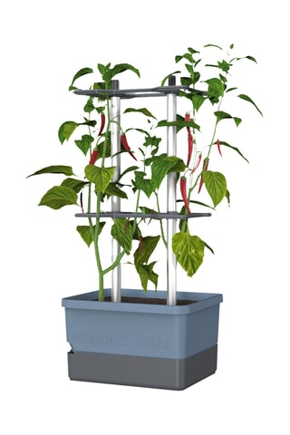 Set Zaaigoed - Peper