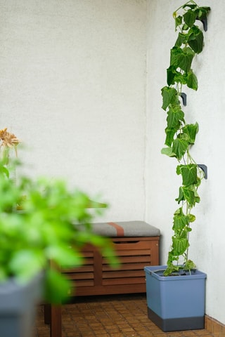 Set Zaaigoed - Komkommer