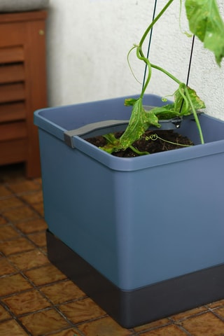 Set Zaaigoed - Komkommer