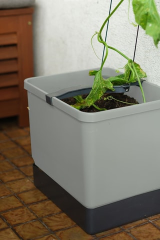 Set Zaaigoed - Komkommer