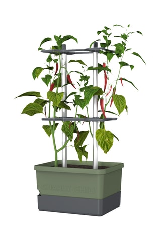 Set Zaaigoed - Peper