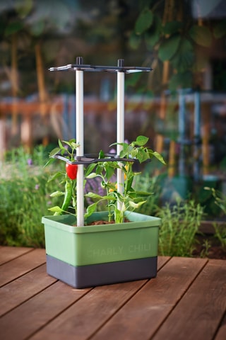 Set Zaaigoed - Peper