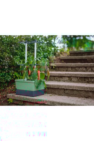 Set Zaaigoed - Peper