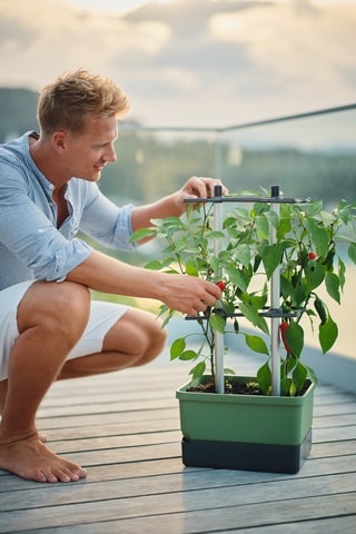 Set Zaaigoed - Peper