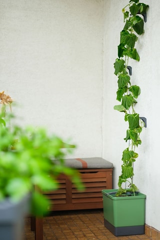 Set Zaaigoed - Komkommer