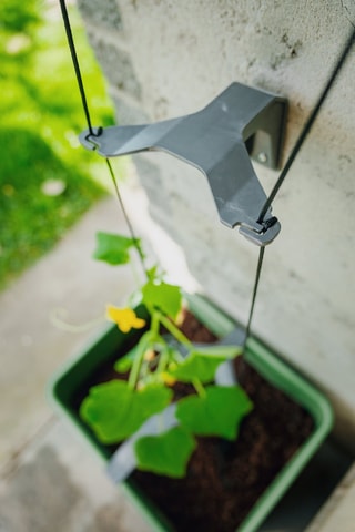 Set Zaaigoed - Komkommer