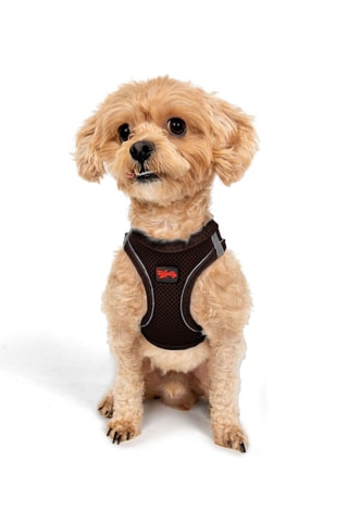 Arnês acolchoado para cão