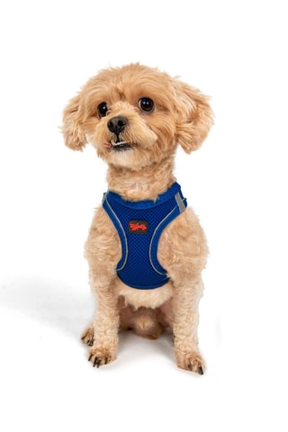 Arnês acolchoado para cão