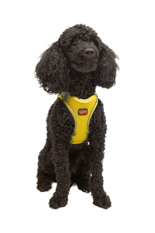 Arnês acolchoado para cão