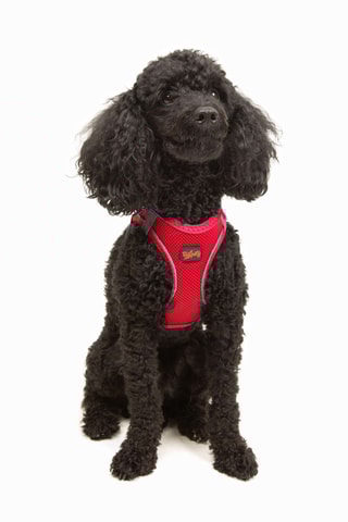 Arnês acolchoado para cão