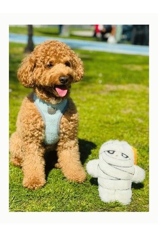 Brinquedo para cão - 21 x 20 cm