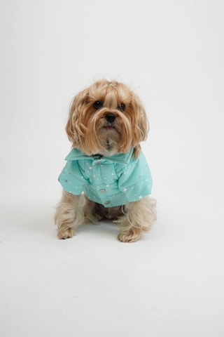 Casaco acolchoado para cão - Azul,