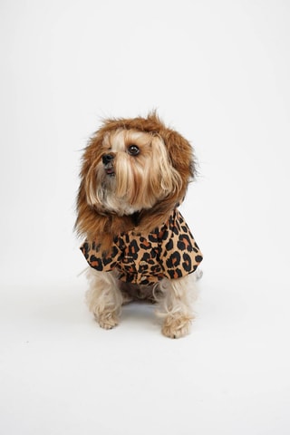 Casaco para cão - Castanho