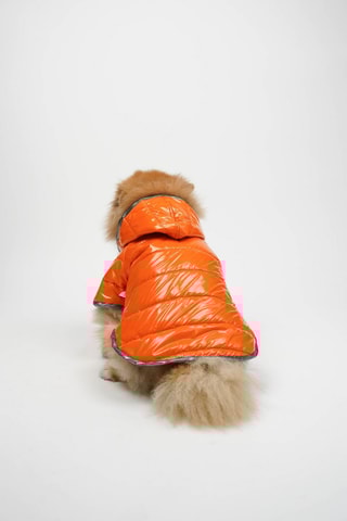 Casaco acolchoado com capuz para cão - Laranja