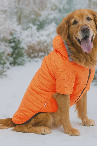 Casaco acolchoado com capuz para cão - Laranja