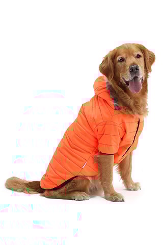 Casaco acolchoado com capuz para cão - Laranja