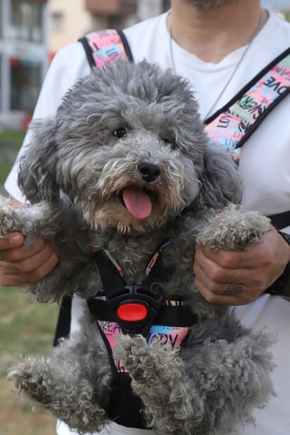 Transportadora para cão 26 x 30 x 6 cm