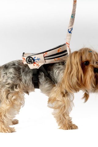 Mochila para cão - Creme