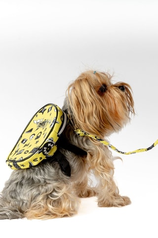 Mochila para cão - Amarelo