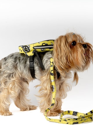 Mochila para cão - Amarelo