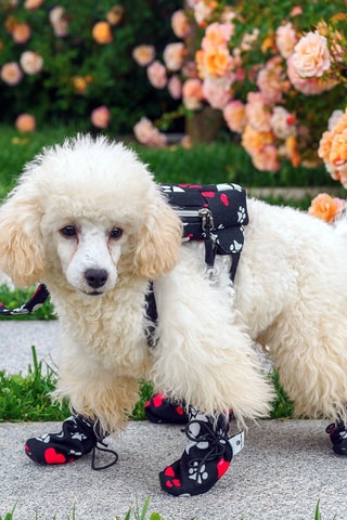 Chinelos para cão - Preto e vermelho