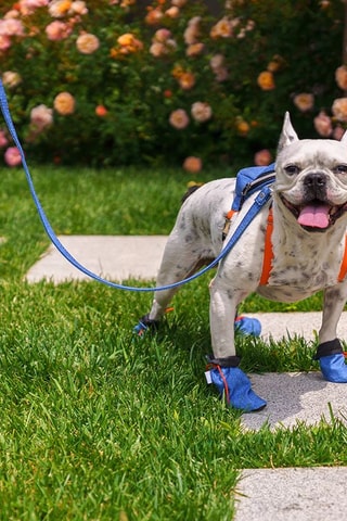 Sapatinhos para cão em ganga - Azul,