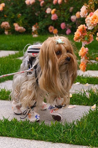 Pantufas para cão - Cru