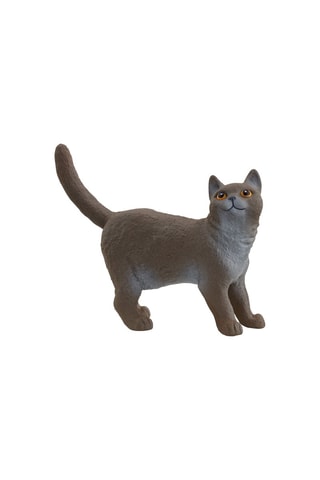 British Shorthair Kat Farm World - Vanaf 3 Jaar