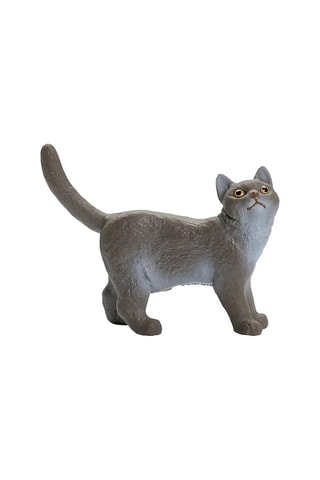 British Shorthair Kat Farm World - Vanaf 3 Jaar